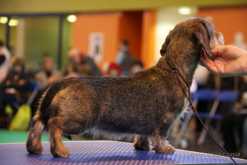 Crufts2010 724.jpg